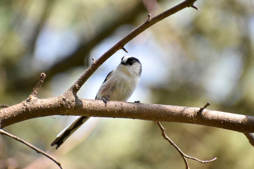 Bird wild birds energy guide department of