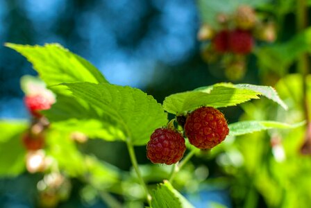 Red delicious power