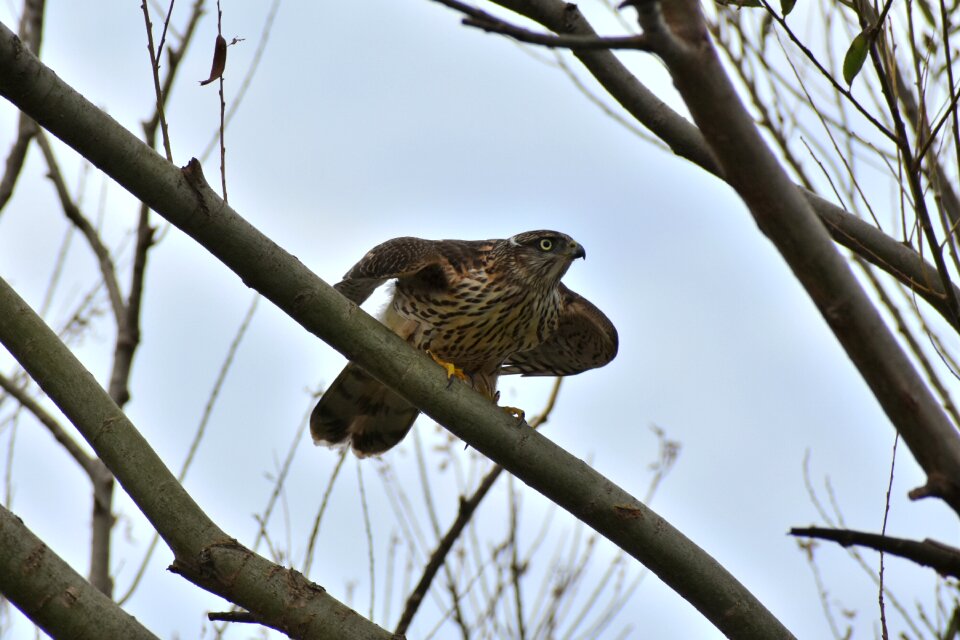 Wild birds raptor hawk