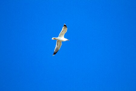 Sky animals birds