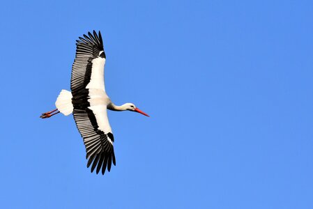 Birds plumage nature