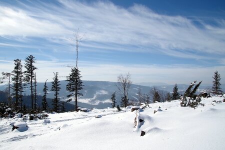 White tree forests