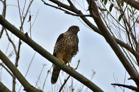 Wild birds raptor hawk