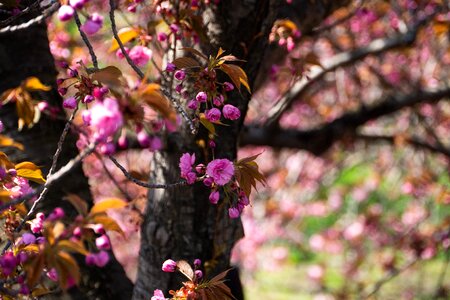 Tree nature flora
