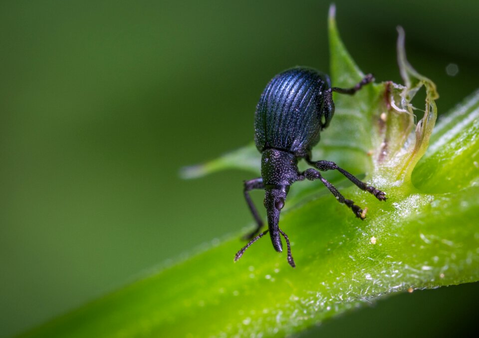 Macro coleoptera weevil