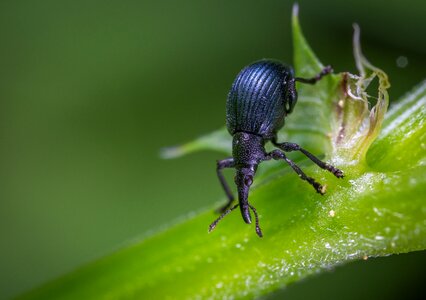 Macro coleoptera weevil