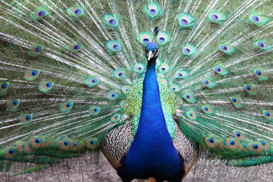Peafowl ritual custom dancing
