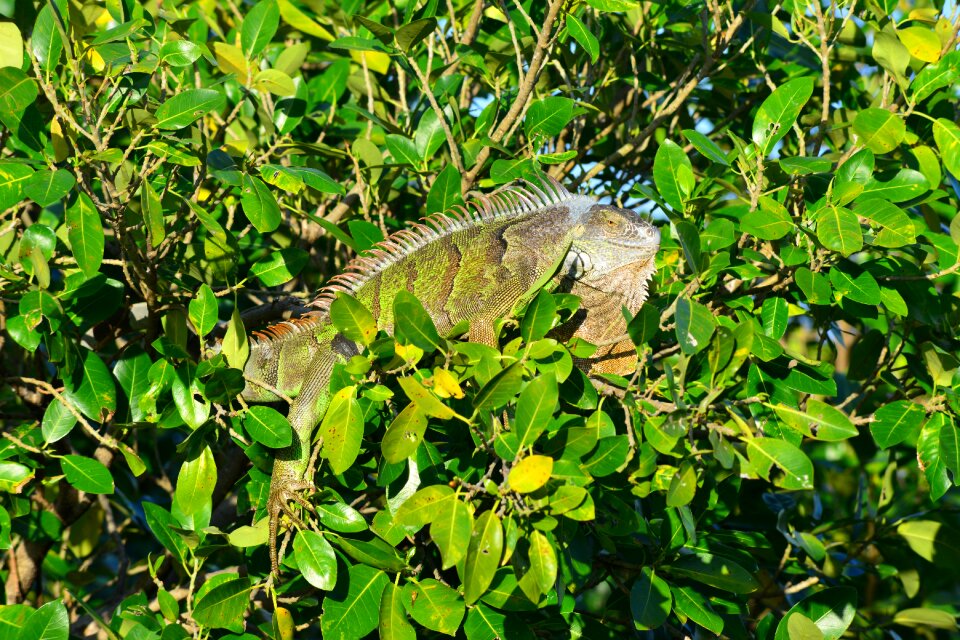 Leaf flora outdoors