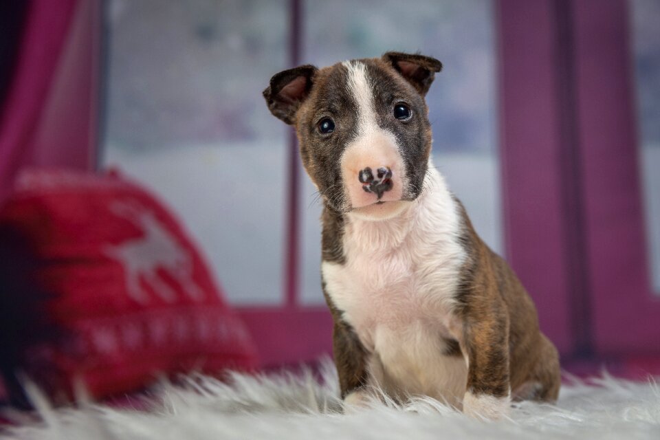 Cute young animal portrait