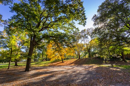 Tree park landscape