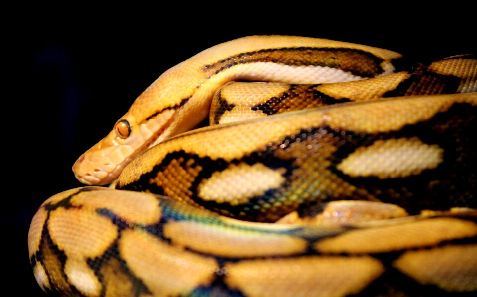 Reptile animal scales