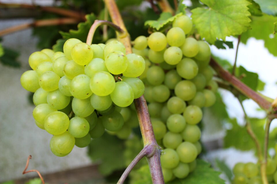 In the north baltic sea coast vine