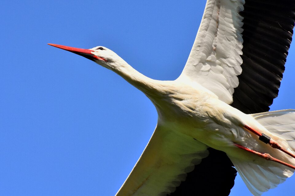 Birds plumage nature