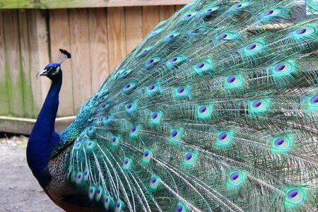 Bird exhibition dancing