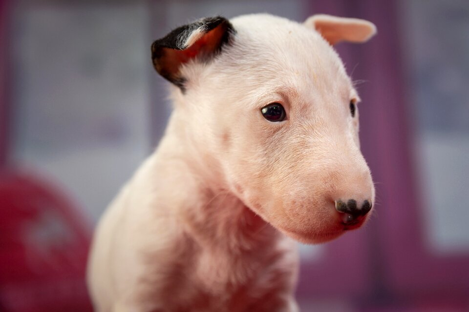 Cute young animal portrait