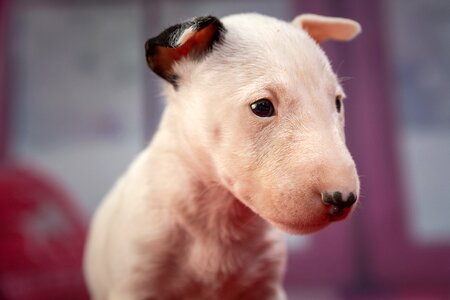 Cute young animal portrait