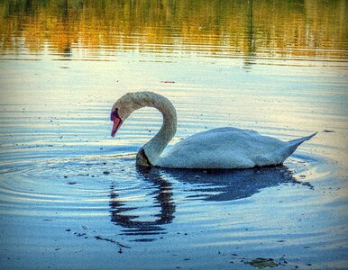 Animals plumage feathers