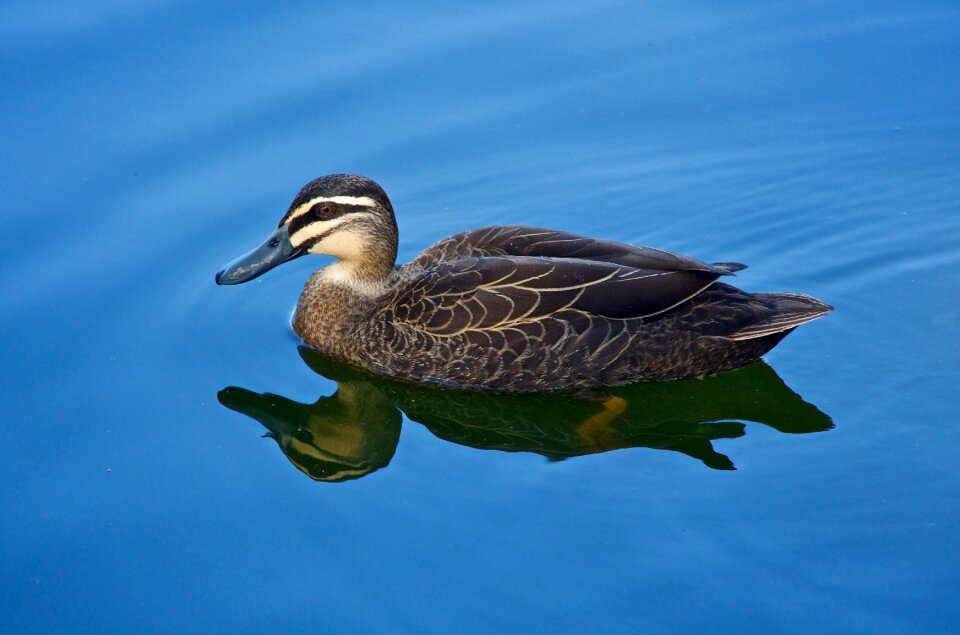 Wildlife bird nature