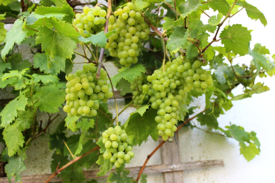 Baltic sea coast fruit grapes