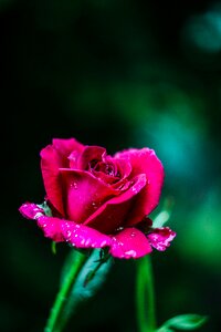 Bloom roses nature photo