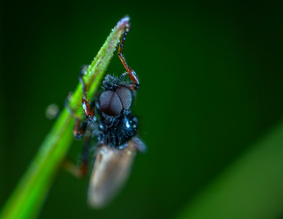 Insect macro blade of grass
