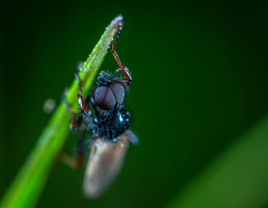 Insect macro blade of grass