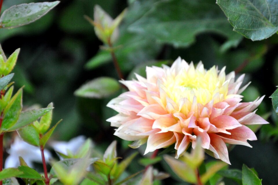 Flower garden pink