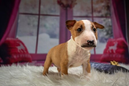Cute young animal portrait