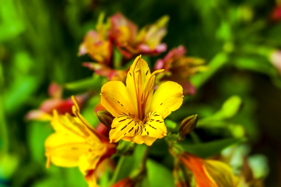 Wild flower beautiful nature