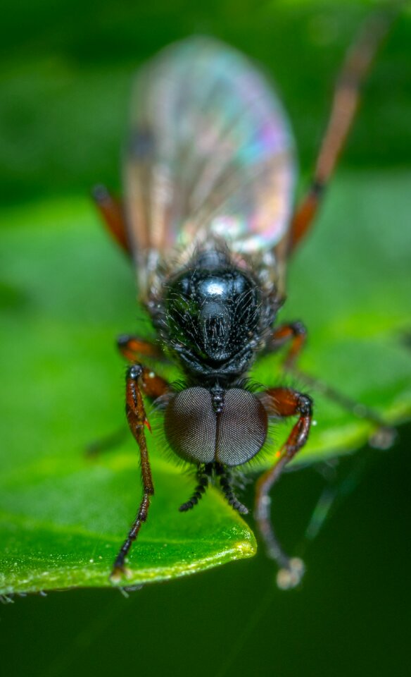 Insect macro sheet