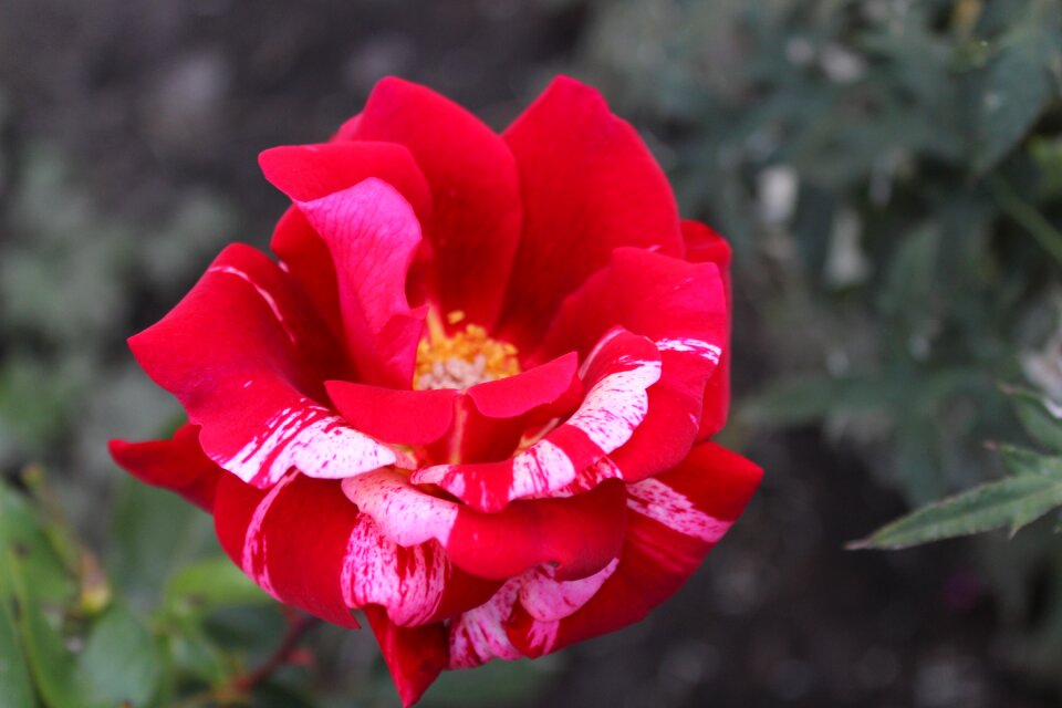 Blossom bloom flamed