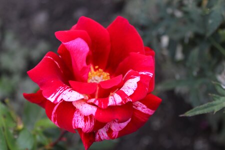 Blossom bloom flamed