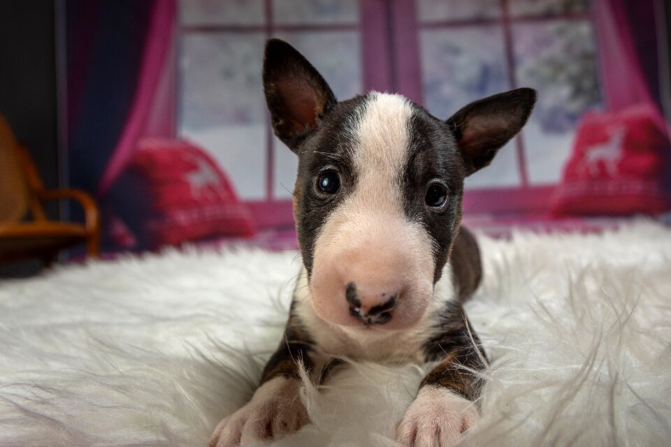 Cute young animal portrait