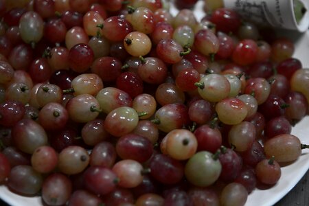The vine food wines