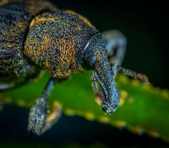 Insect coleoptera weevil