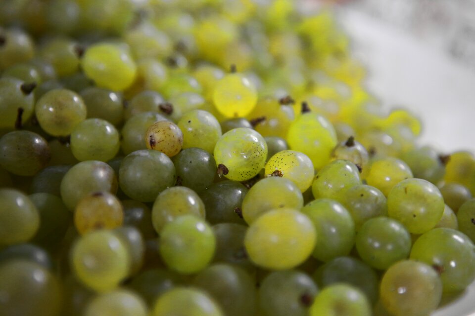 Chartreuse korea if acid