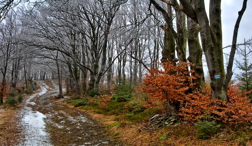 Beskids magura wilkowicka winter photo