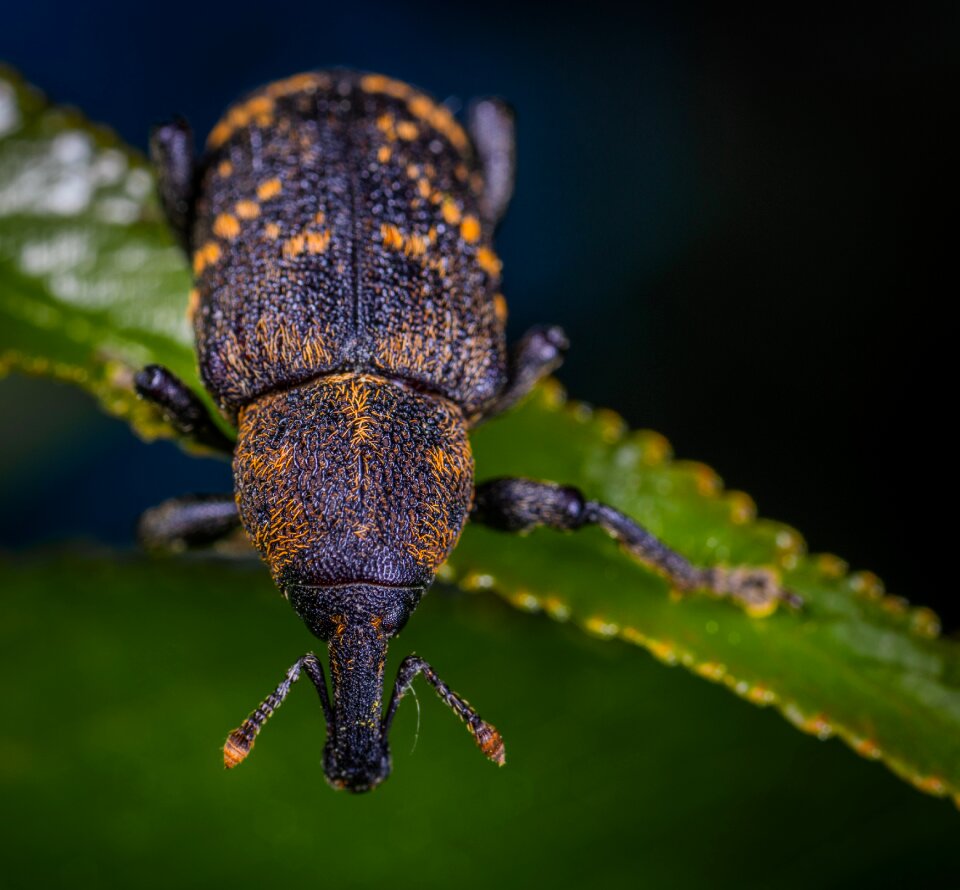 Insect coleoptera weevil