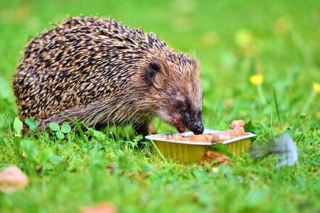Foraging nocturnal cute
