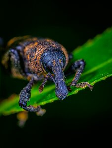 Insect coleoptera weevil
