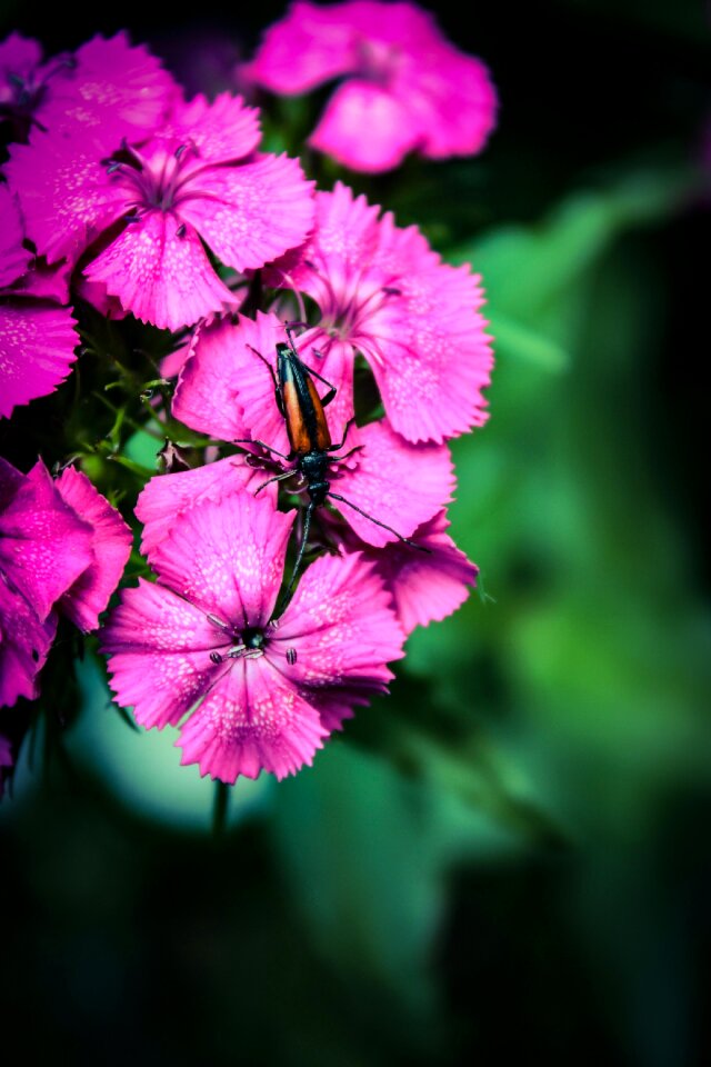 Bloom garden pink