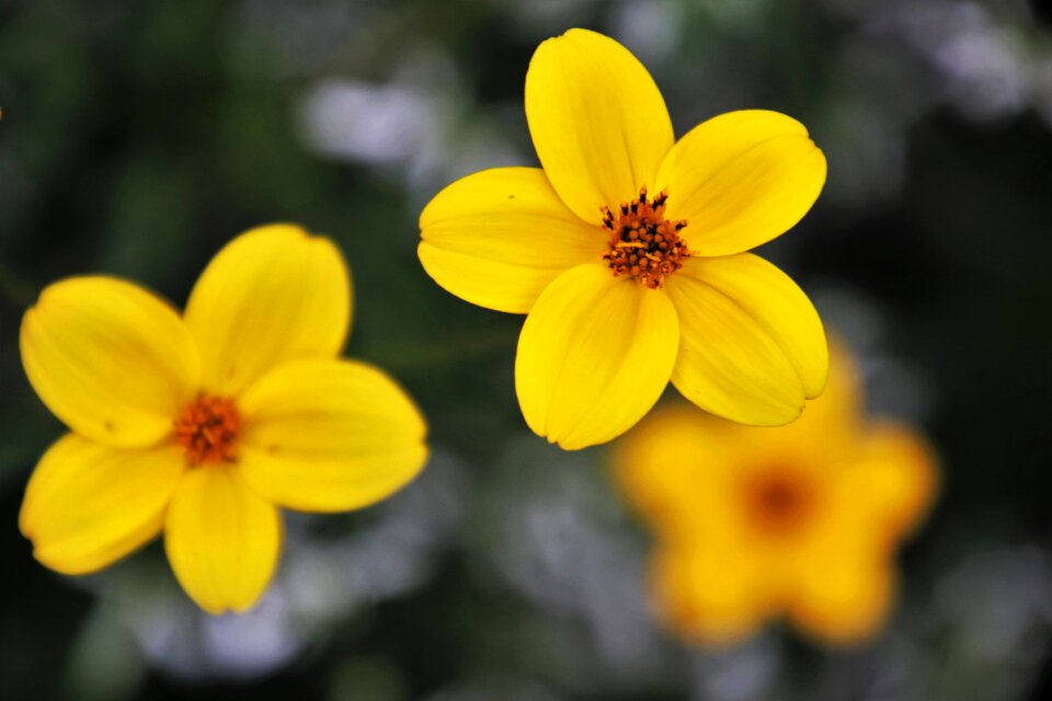 Plant nature close up