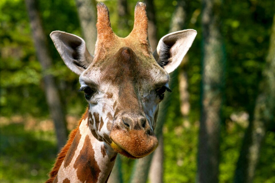Animal head animal portrait