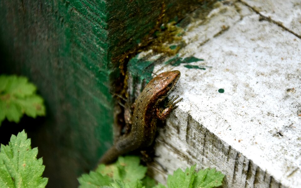 Leaf the lizard gad