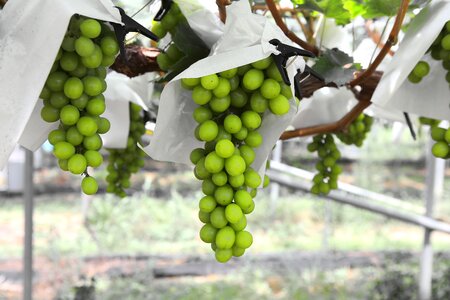 Fruit the vine wines