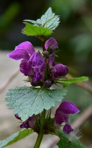 Flower leaf mountain flowers