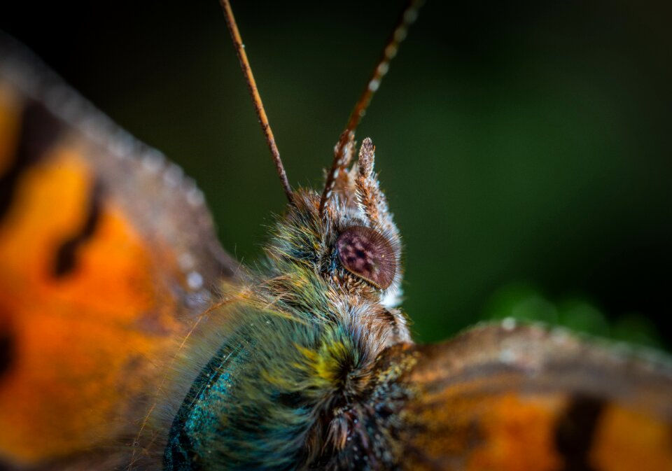 Butterfly lepidoptera macro