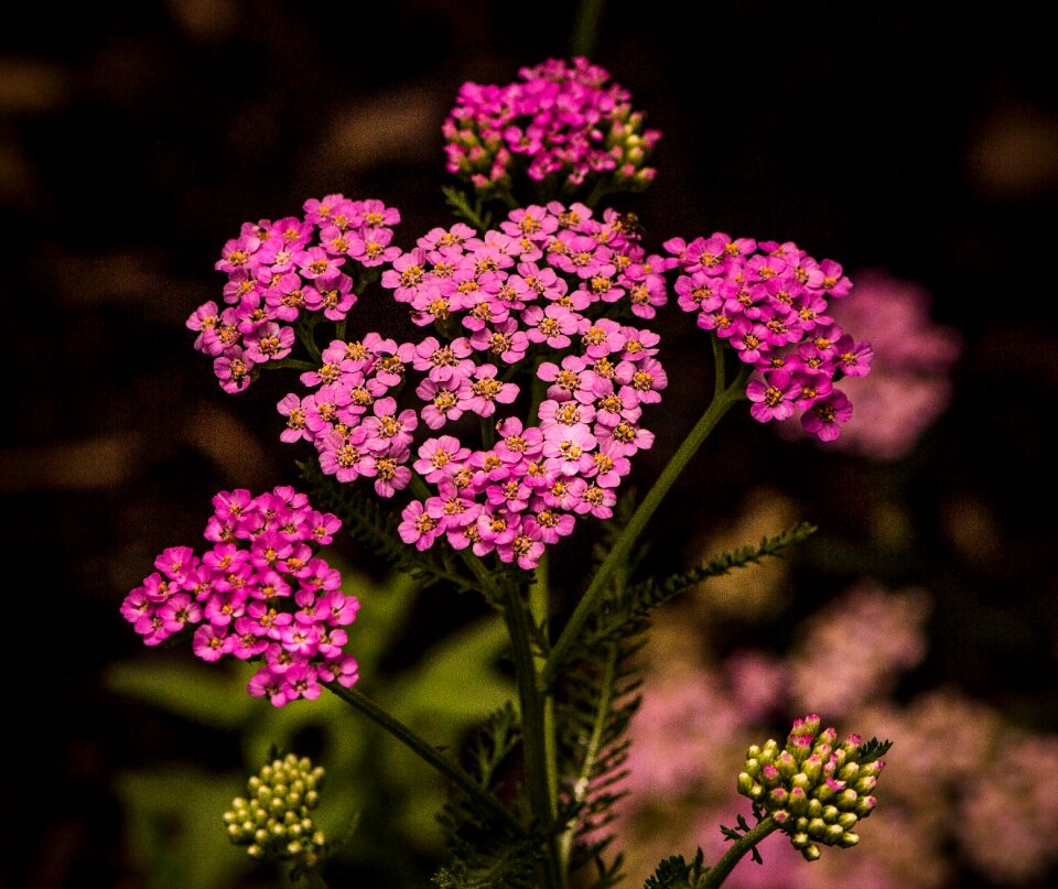 Blossoms herbal militaris medicinal herb