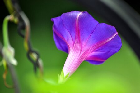 Purple flower climb