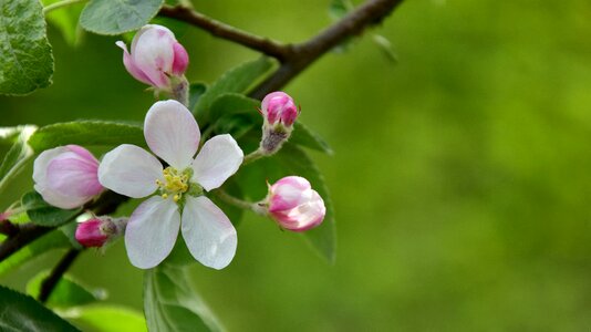 Flower leaf mountain flowers